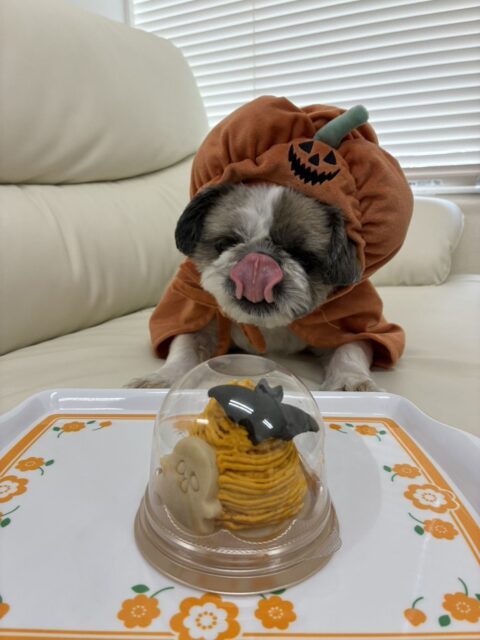 わんちゃんのケーキ🎂